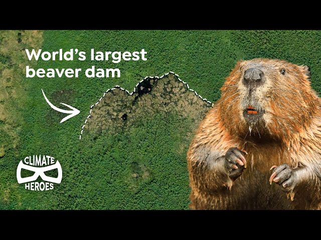 This Beaver Dam is So Huge, You Can See It from Space