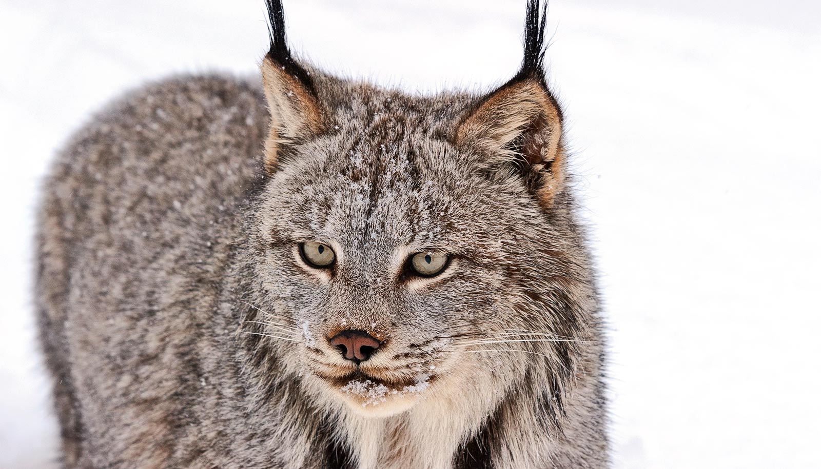 Canada lynx likely roamed the US more than once thought
