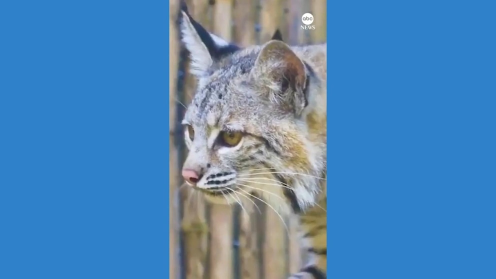 WATCH: Orphaned bobcat kittens welcomed at New Orleans zoo