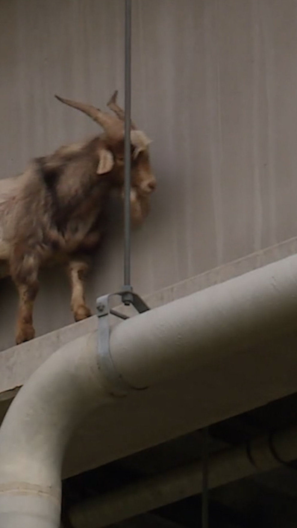 WATCH: Goat rescued from bridge reunited with owners