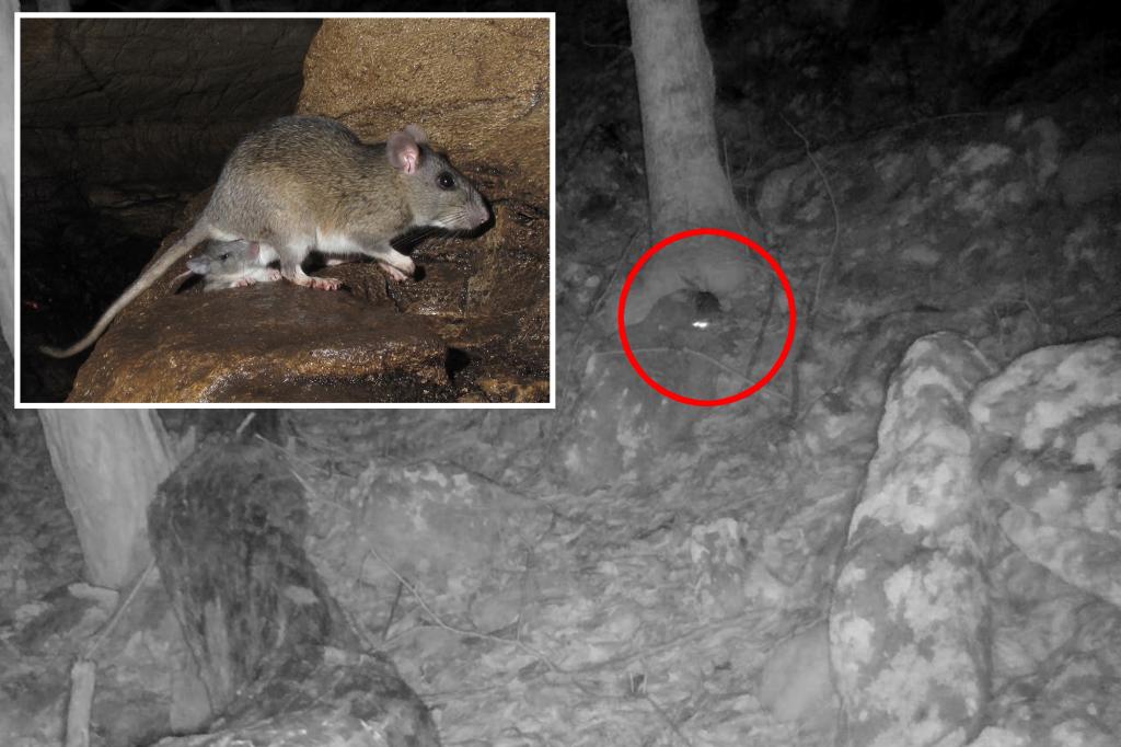 Rare species of rodent captured on West Virginia trail camera