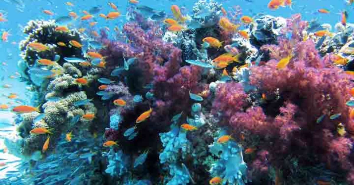 Sistema de coral brasileiro é um dos maiores do mundo; conheça!