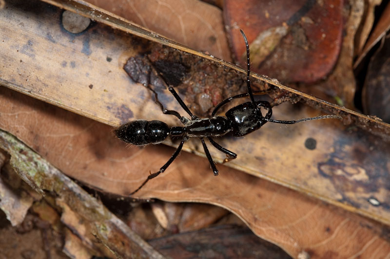 Picada de formiga que vive no Brasil é a mais dolorosa do mundo: “parece um tiro”, diz biólogo