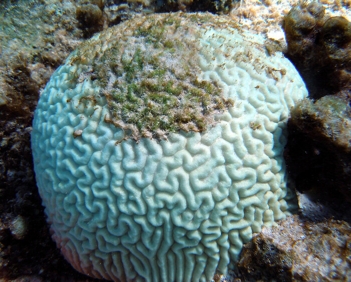 In corso il quarto evento globale di sbiancamento dei coralli