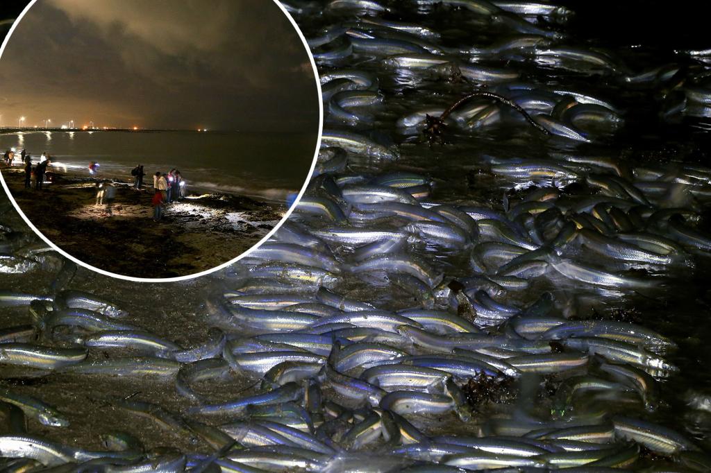 Fish orgies taking over California beaches during full moon - the strange reason why revealed