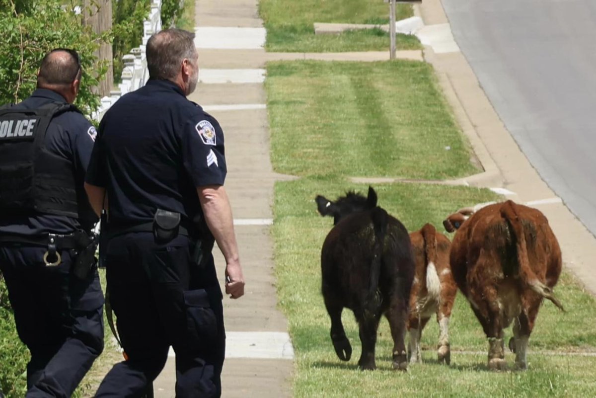 Three cows lead Kansas police on hoof-chase