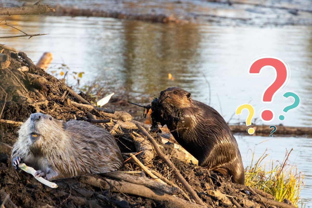 Can I Get Rid Of A Beaver Dam On My Property In Minnesota?