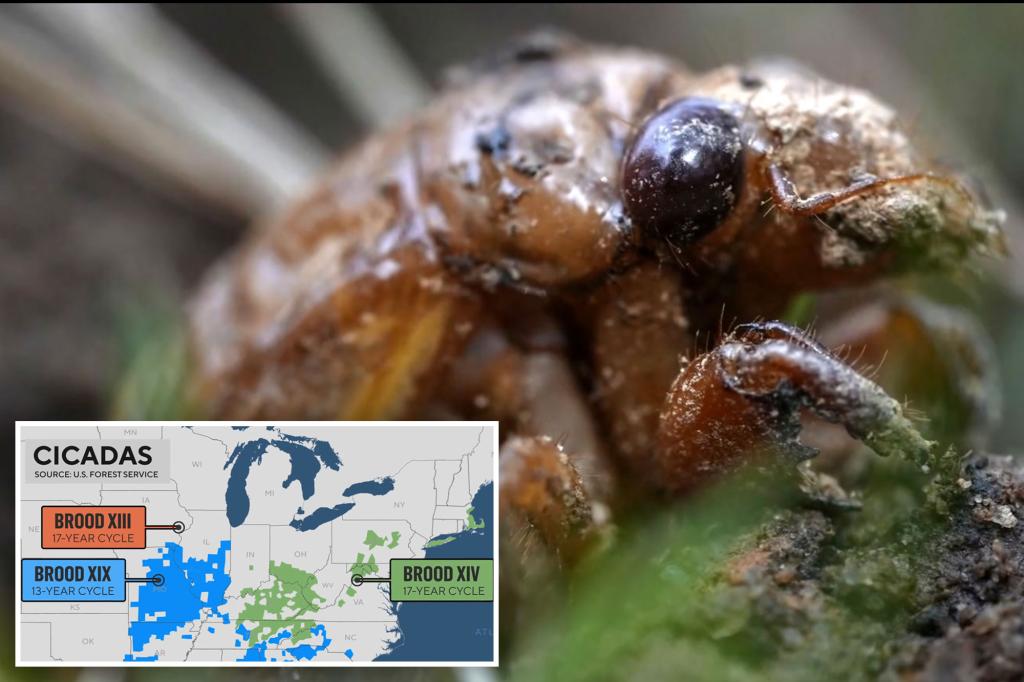 Loud cicadas cause of swarm of 911 calls about mysterious 'siren' noise in South Carolina