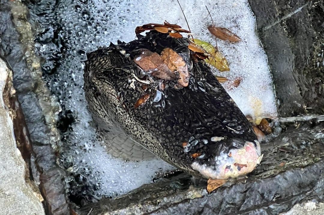 Alligator rescued after six months trapped in drainage pipe