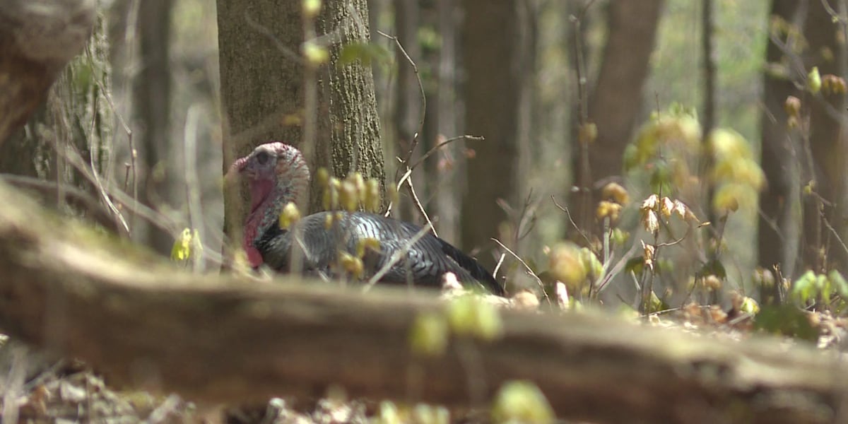 What to do if you find a missing person while turkey hunting