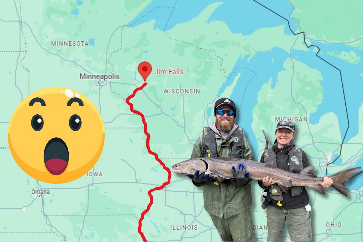 Sturgeon Tagged In Wisconsin Travels Record Distance