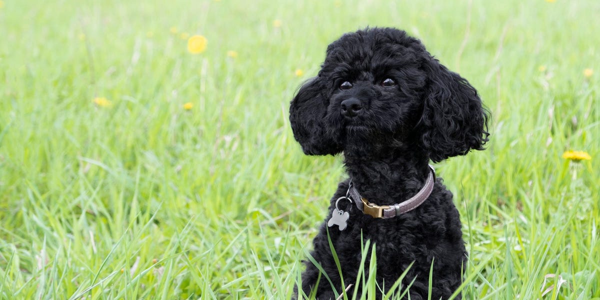 A high-powered NYC lawyer is suing his ex for custody of their poodle and $208K, saying the pet is 'more than a dog' to him