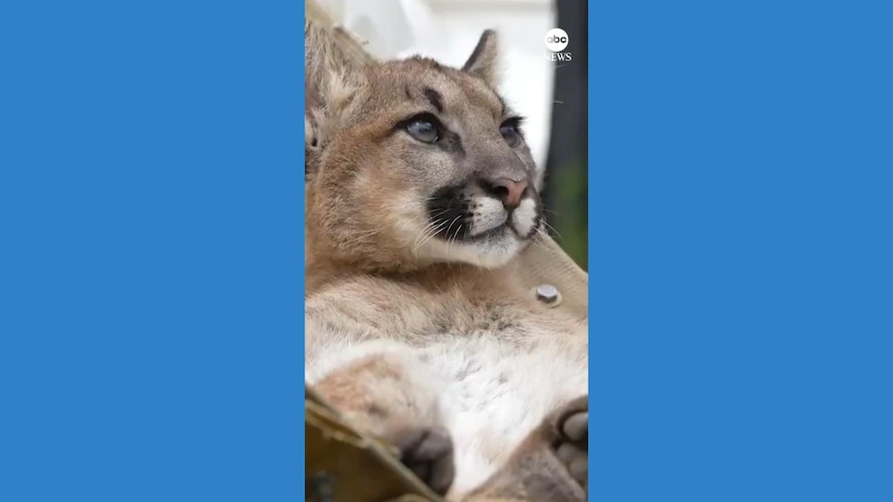 WATCH: Mountain lion cub relaxes in hammock at California zoo