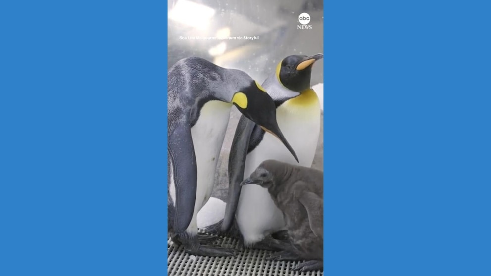 WATCH: King penguin chick hatches in Melbourne