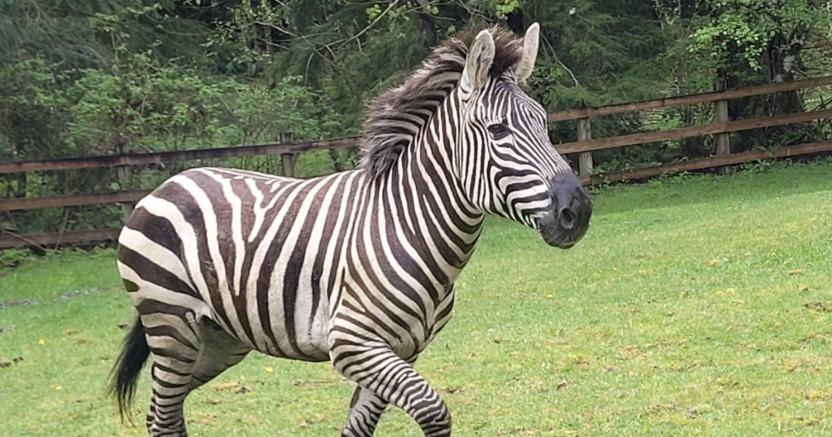 Rodeo bullfighter helps wrangle 3 escaped zebras in Washington state as 1 remains on the loose