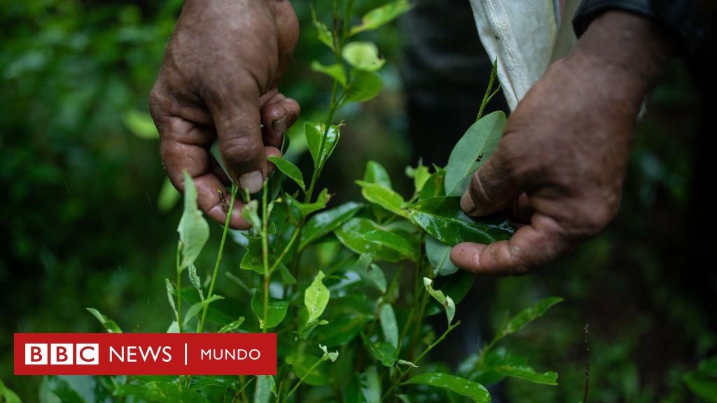 Por qué hay sobreoferta de coca en América Latina (y las repercusiones de esto en la región y el mundo)