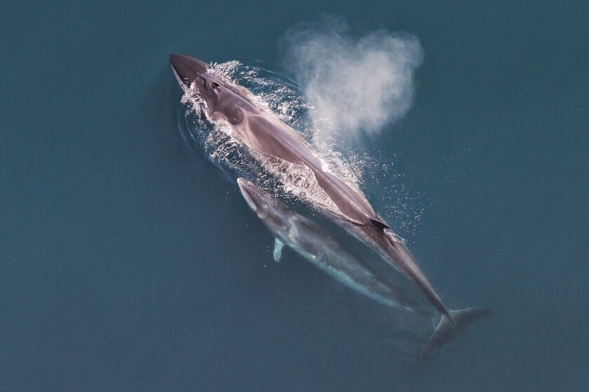 No todo son malas noticias en la conservación de las ballenas: las ballenas sei han regresado a la costa argentina