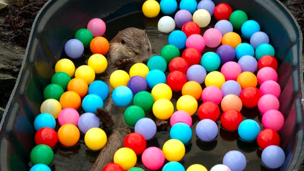 WATCH: Meet Molly, a wild otter that splashes into fun in National Geographic’s new special
