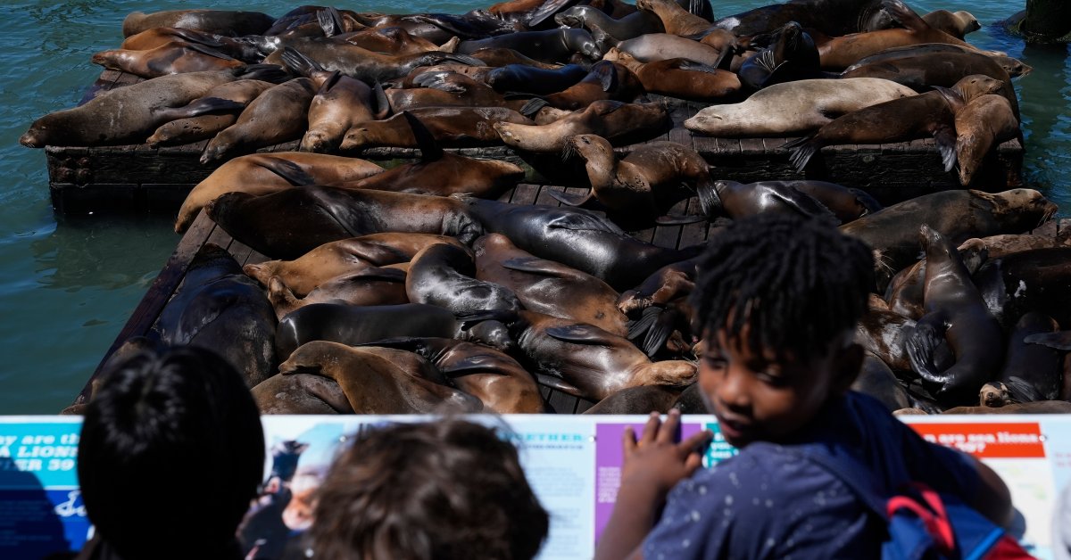 An Anchovy Feast Draws a Crush of Sea Lions to One of San Francisco’s Piers, the Most in 15 Years