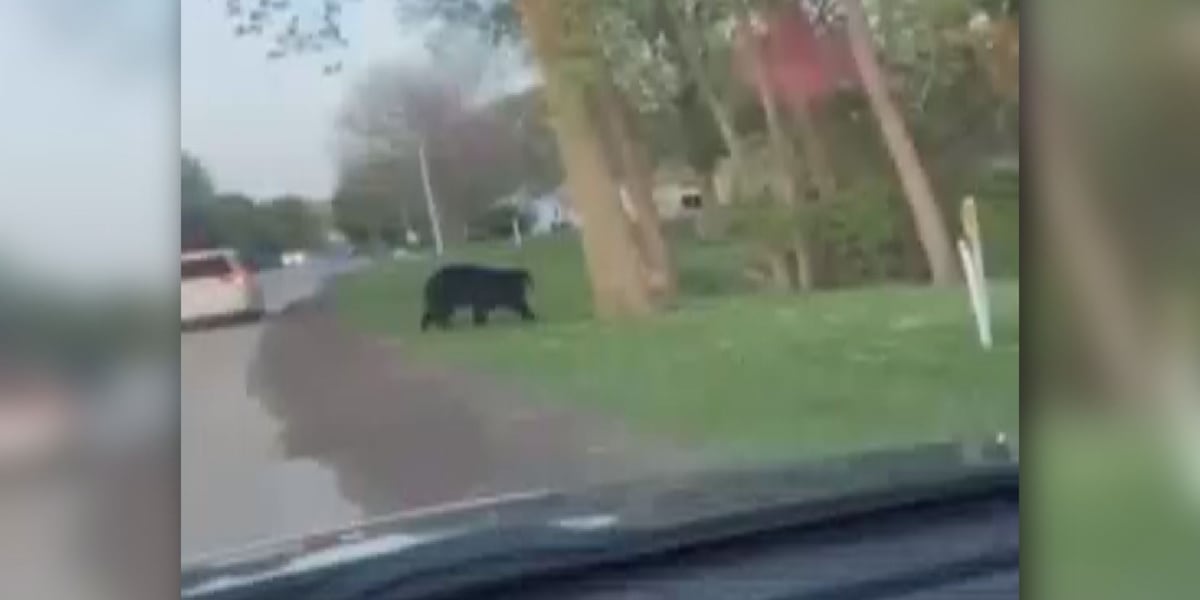 NEW VIDEO: Bear spotted roaming Jefferson County