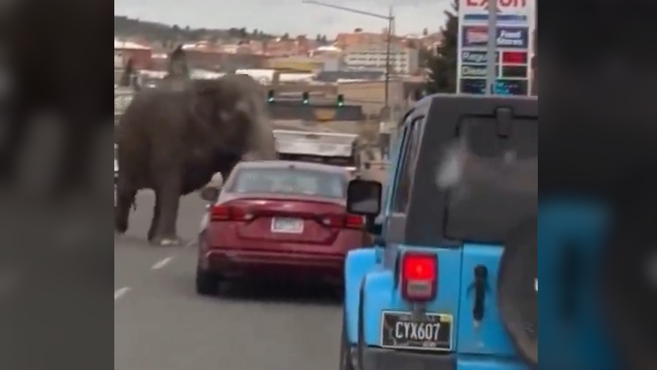 Un elefante causa el caos tras escapar de un circo