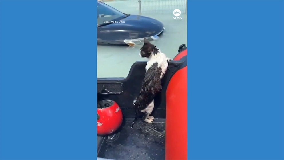 WATCH: Cat rescued from Dubai flooding after clinging to car door