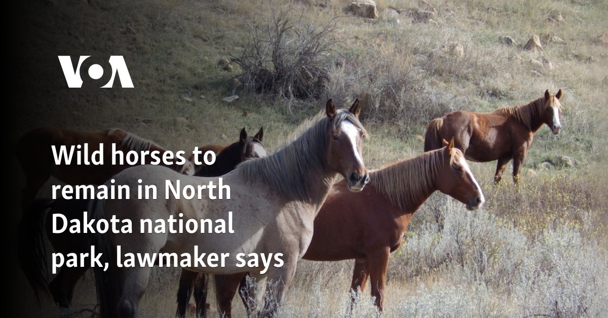 Wild horses to remain in North Dakota national park, lawmaker says