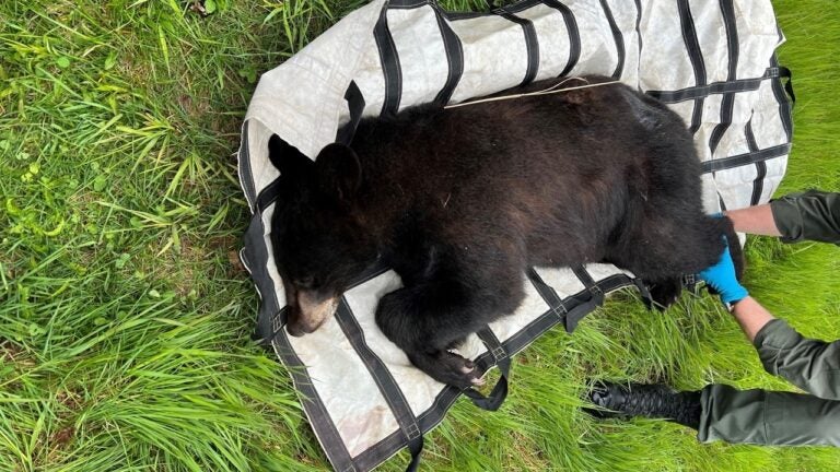 Bear found in the middle of a Worcester road is relocated safely