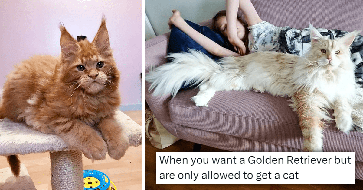 Awwdorable Maine Coon Cats And Kittens Who Are The Gentle Giants Of The Cat World That Everyone Wants To Cuddle
