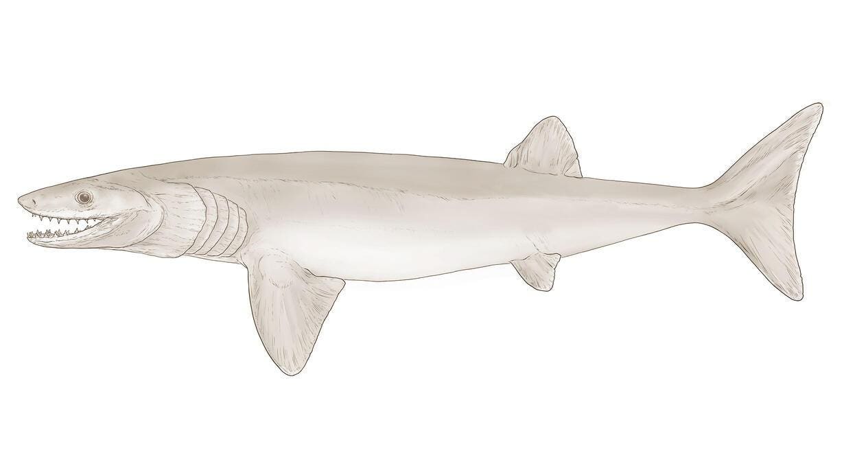 A New Shark-Like Creature Was Discovered In Arkansas