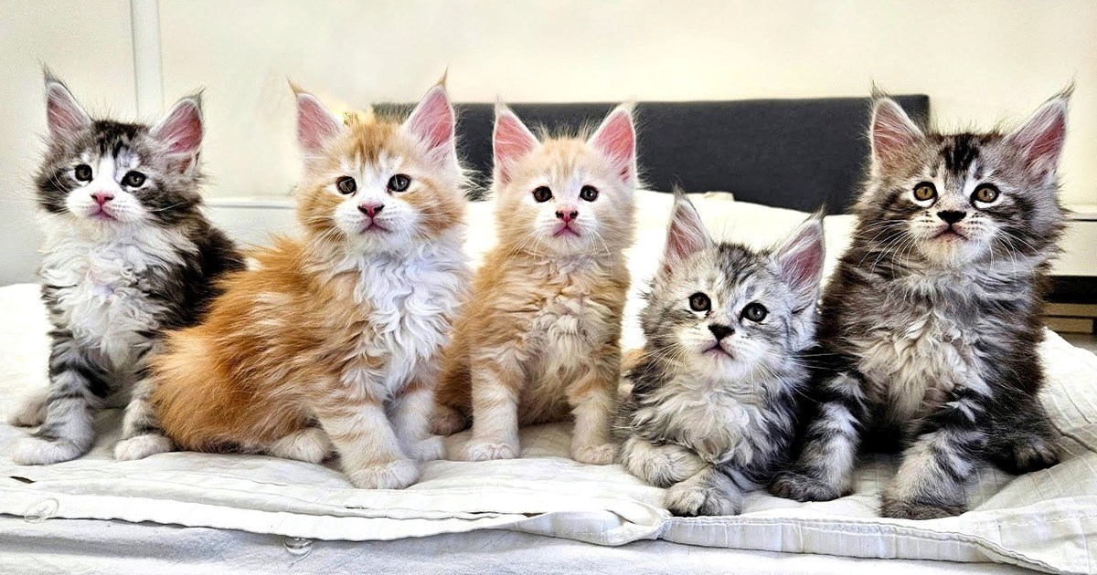 Fluffy And Frazzled Giant Maine Coon Kittens Escape Confinement And Cause Complete Chaos (Video)