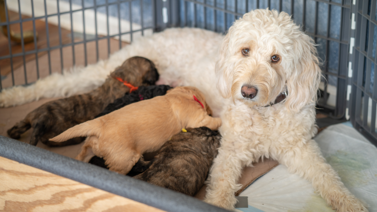 10-Month-Old Goldendoodle Turns Up Pregnant After Stay at Georgia Kennel