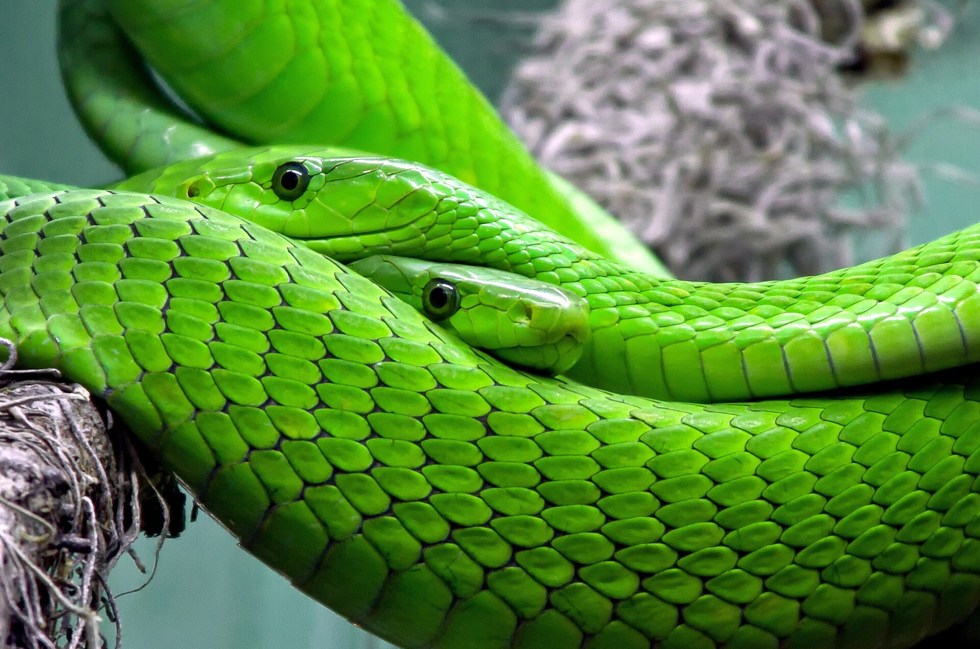 Collecting live snakes in remote Amazon regions for study is no easy task—here's how we do it