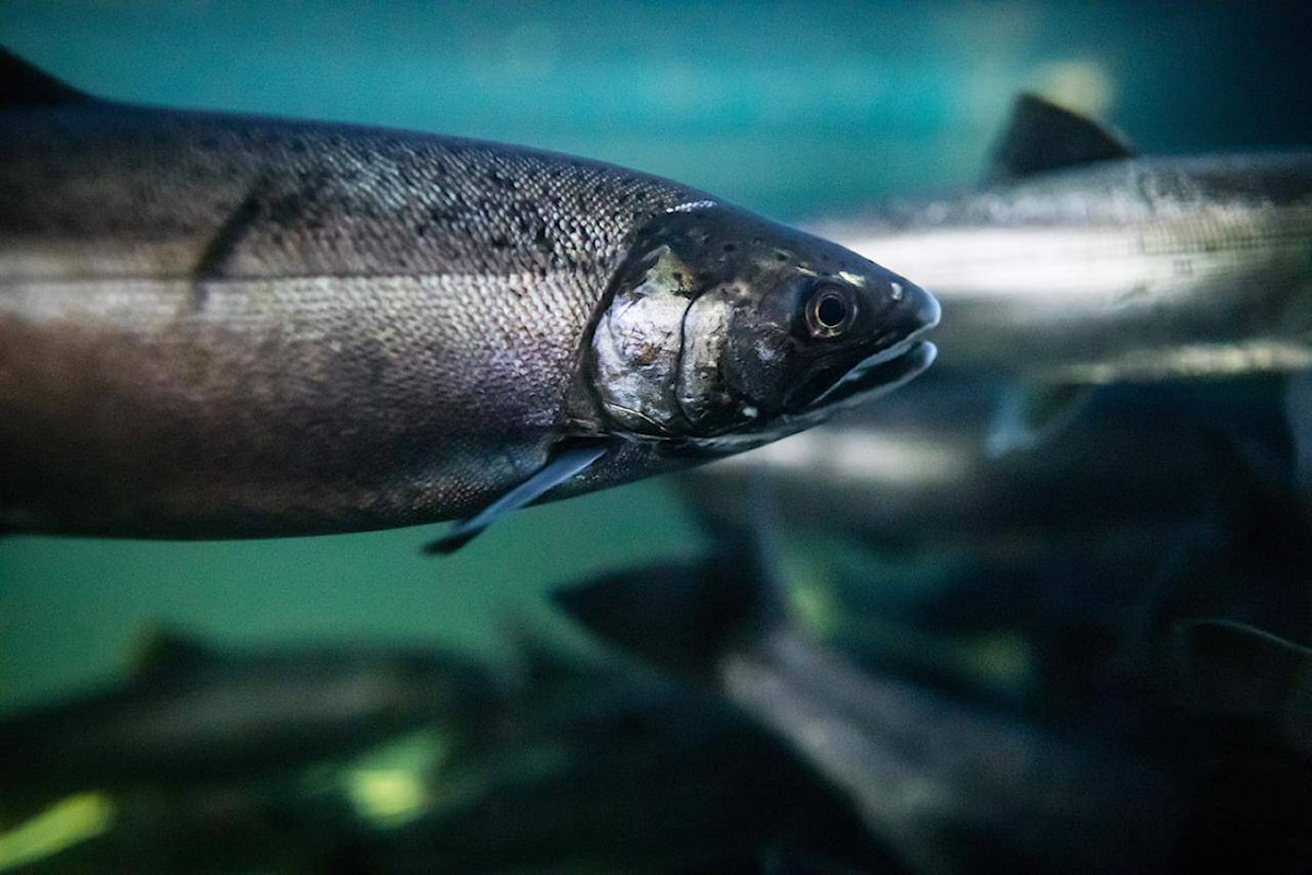 Canada makes assessment of tire chemical tied to salmon deaths a priority