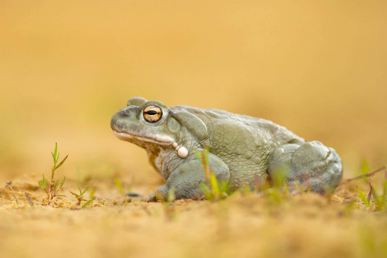 Psychedelic toxins from toads could treat depression and anxiety