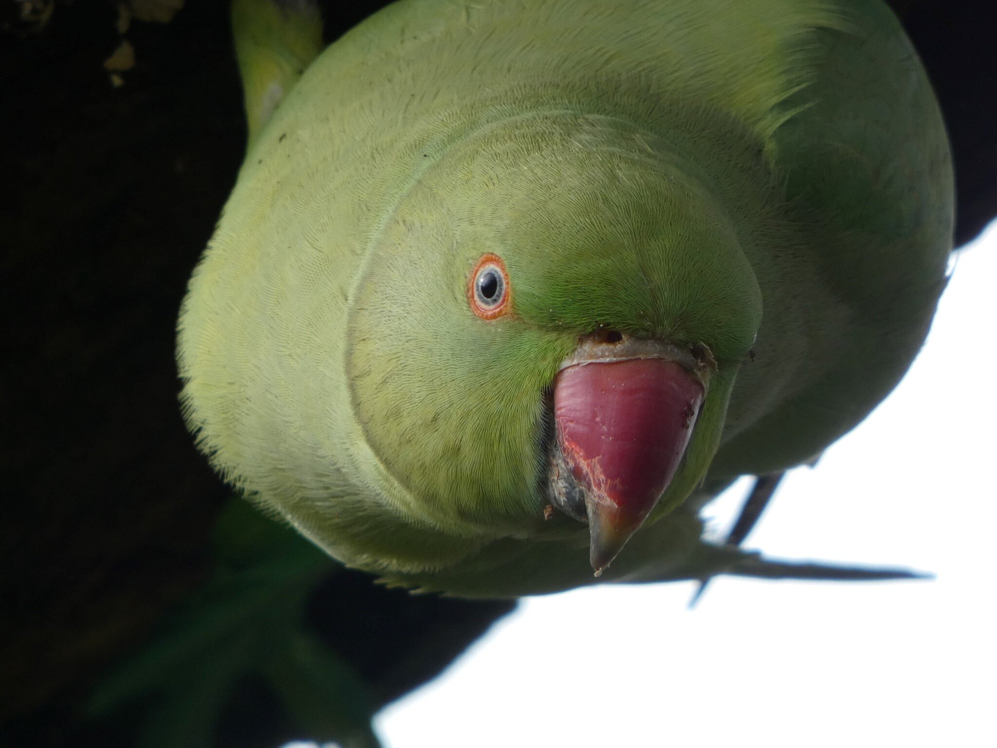 Resident perceptions of the ring-necked parakeet in the UK