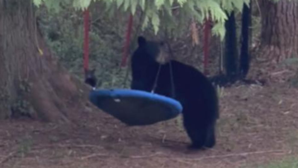 WATCH: Mama bear chills on swing in British Columbia backyard
