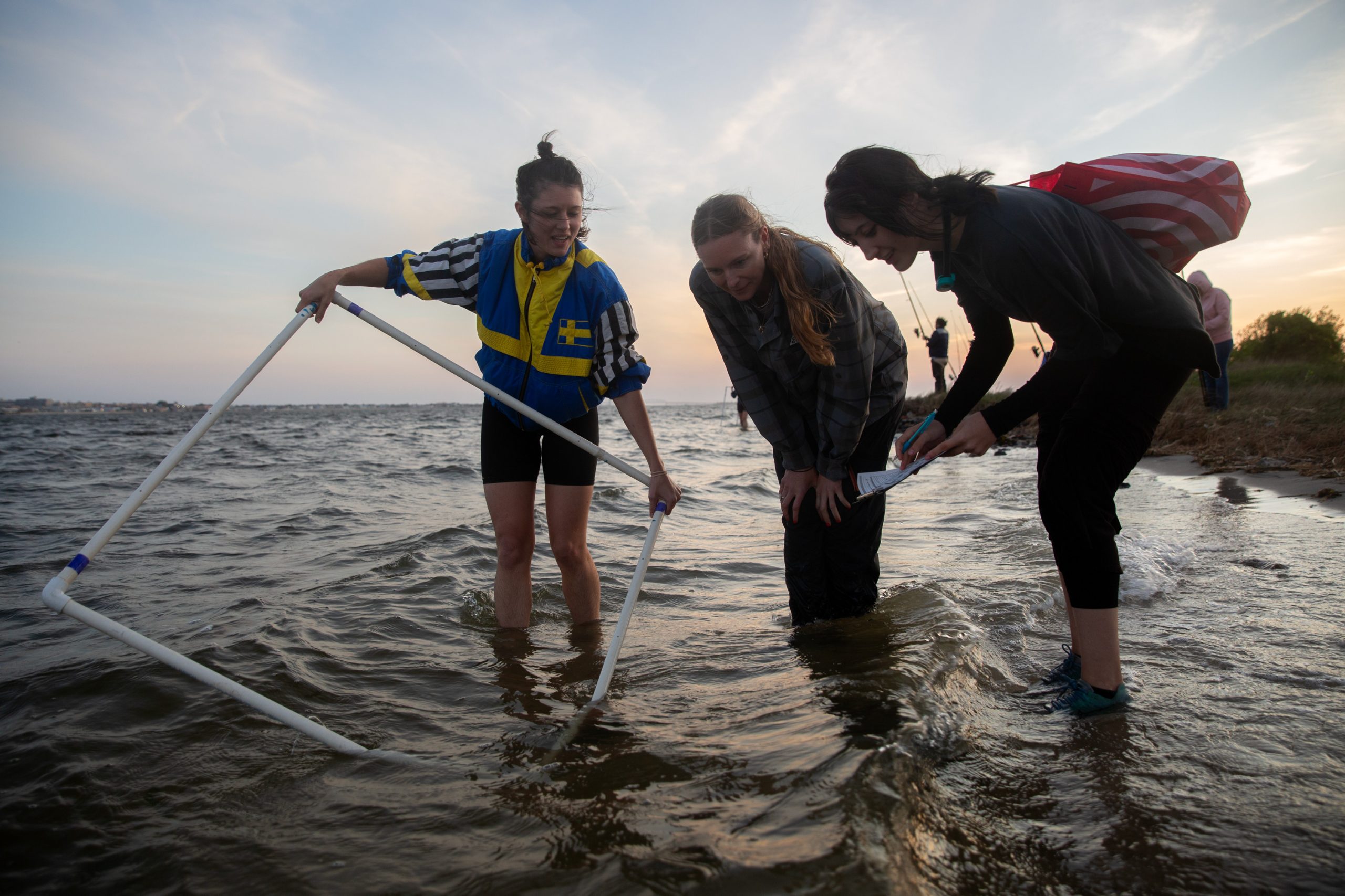 Horseshoe crab counting with New York’s citizen scientists