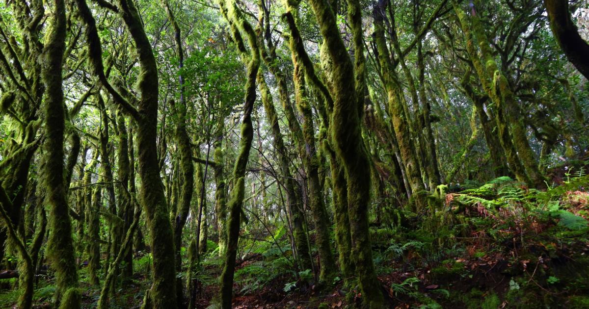 Este parque natural parece la selva de Costa Rica pero está en España