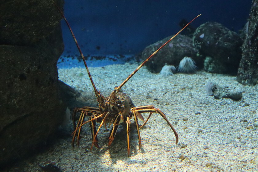 Las langostas de las Rías Baixas eran tan codiciadas que casi han desaparecido. Hay quien ya busca cómo solucionarlo