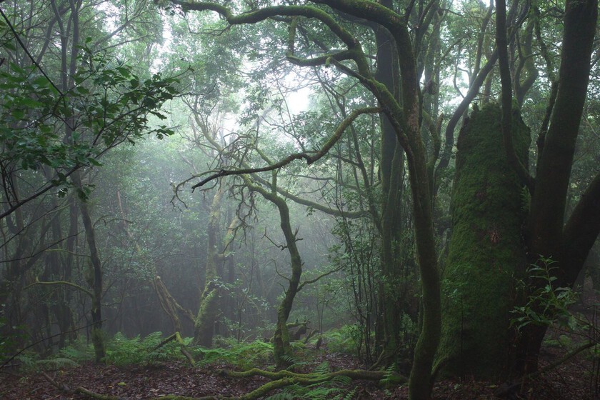 Parece la selva de Costa Rica, pero está en España. Esta isla de Canarias esconde un paraíso tropical Patrimonio de la Humanidad