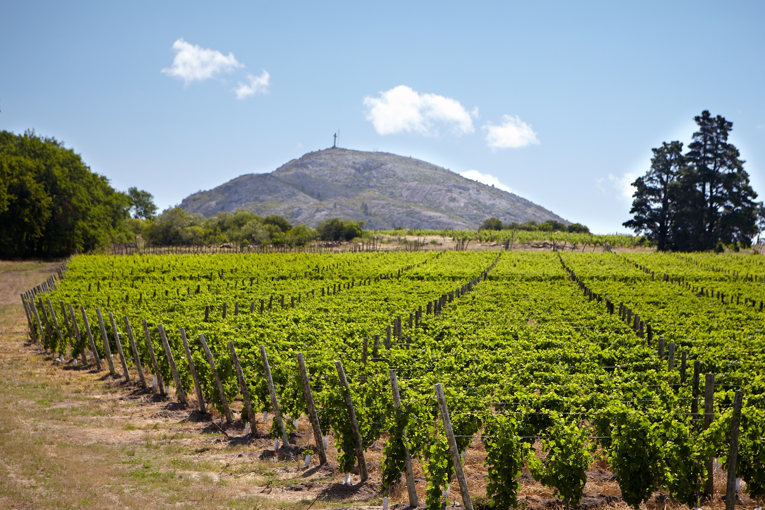 Uruguay harvest report 2024: Expressive white wines and Pinot Noirs