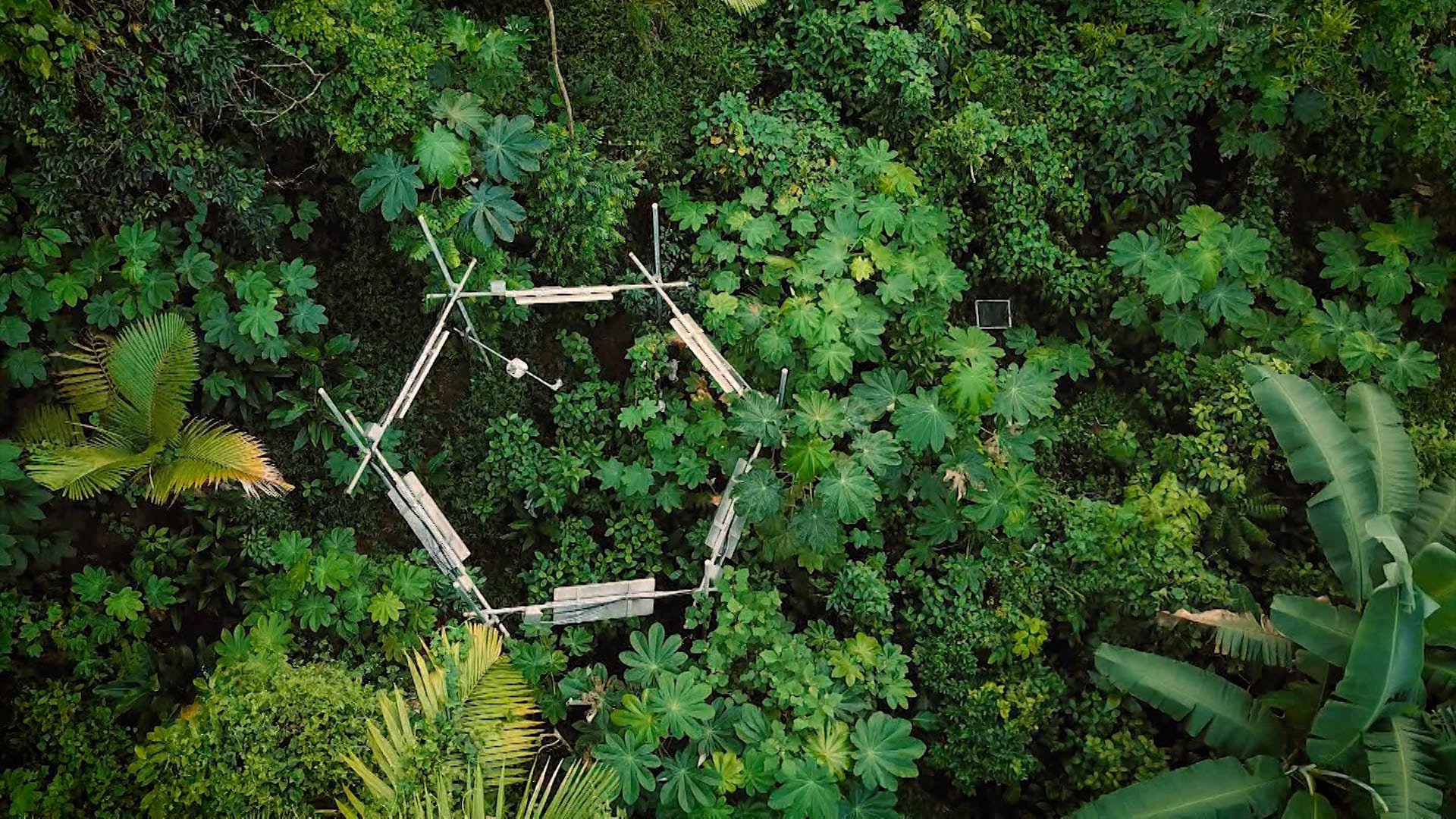 El Yunque es un laboratorio a cielo abierto: así se investiga el futuro de los bosques en esta joya puertorriqueña