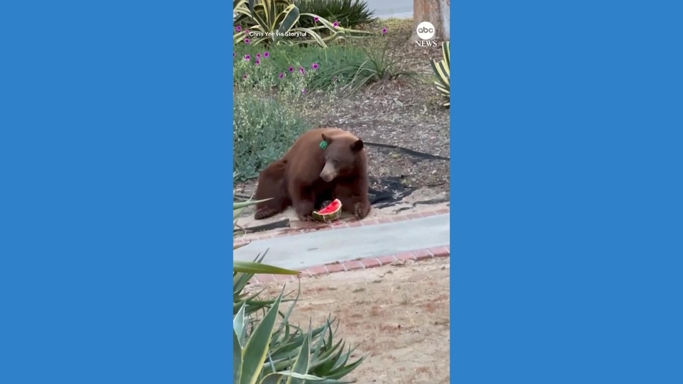 WATCH: Bear treats itself to watermelon from California family's fridge