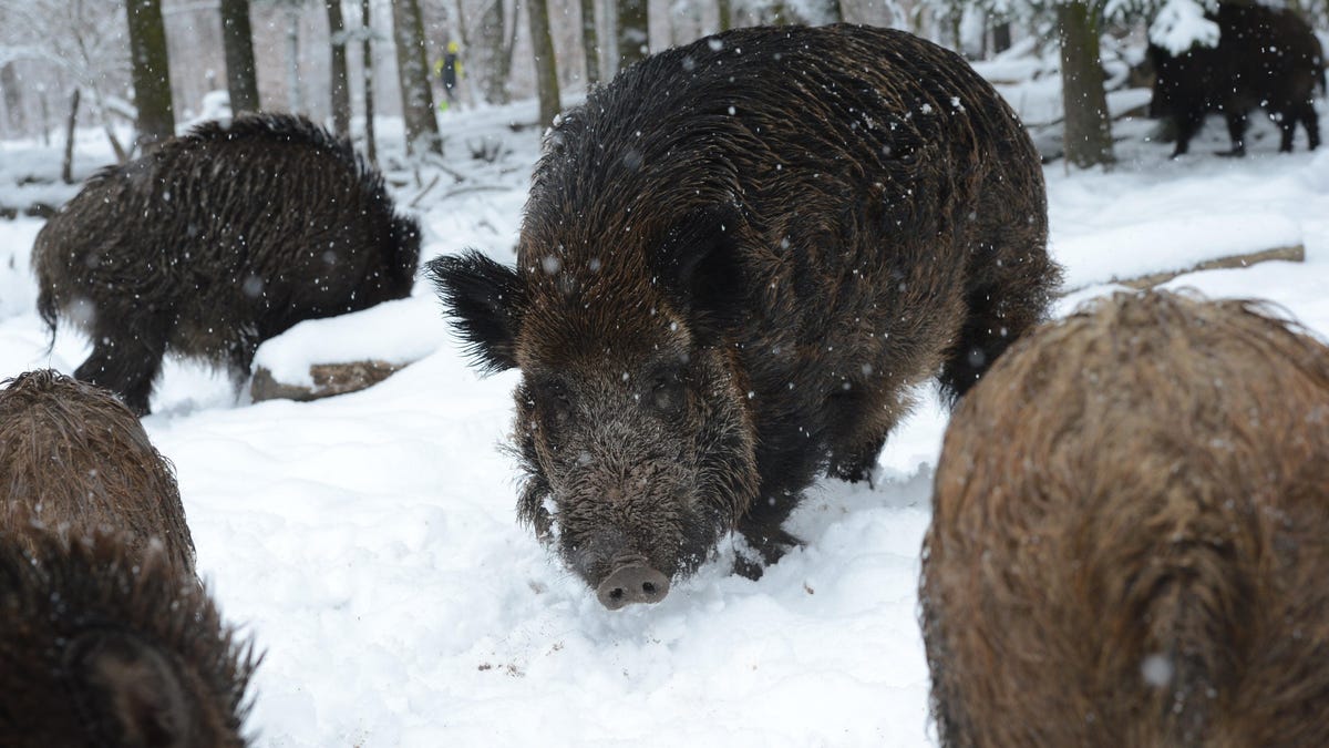 Canada's invasive wild pigs heading to America