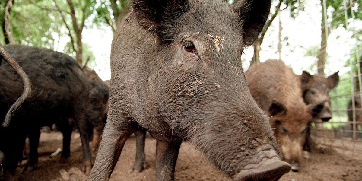 Where Canada's 'super pigs' are most likely to invade the US — and potentially cause millions of dollars in damage