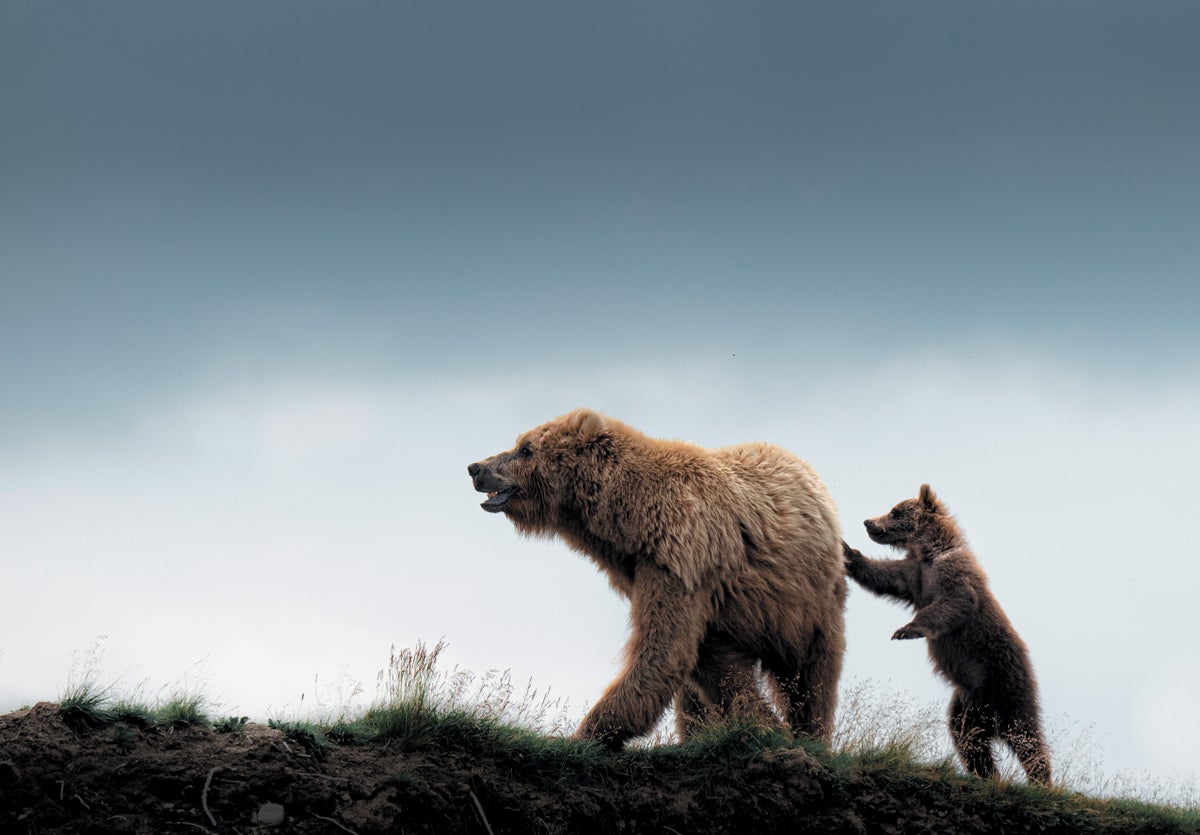 Grizzly Bears Will Finally Return to Washington State. Humans Aren’t Sure How to Greet Them