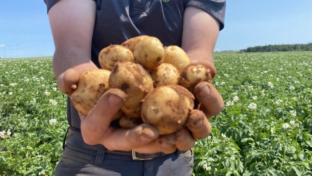 Eyes on the fries: Alberta snatches potato crown from P.E.I.