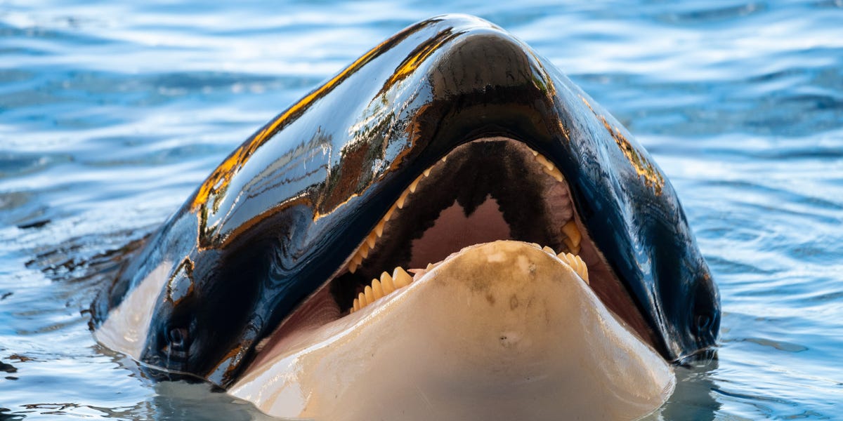 Scientists explain why orcas keep ramming yachts