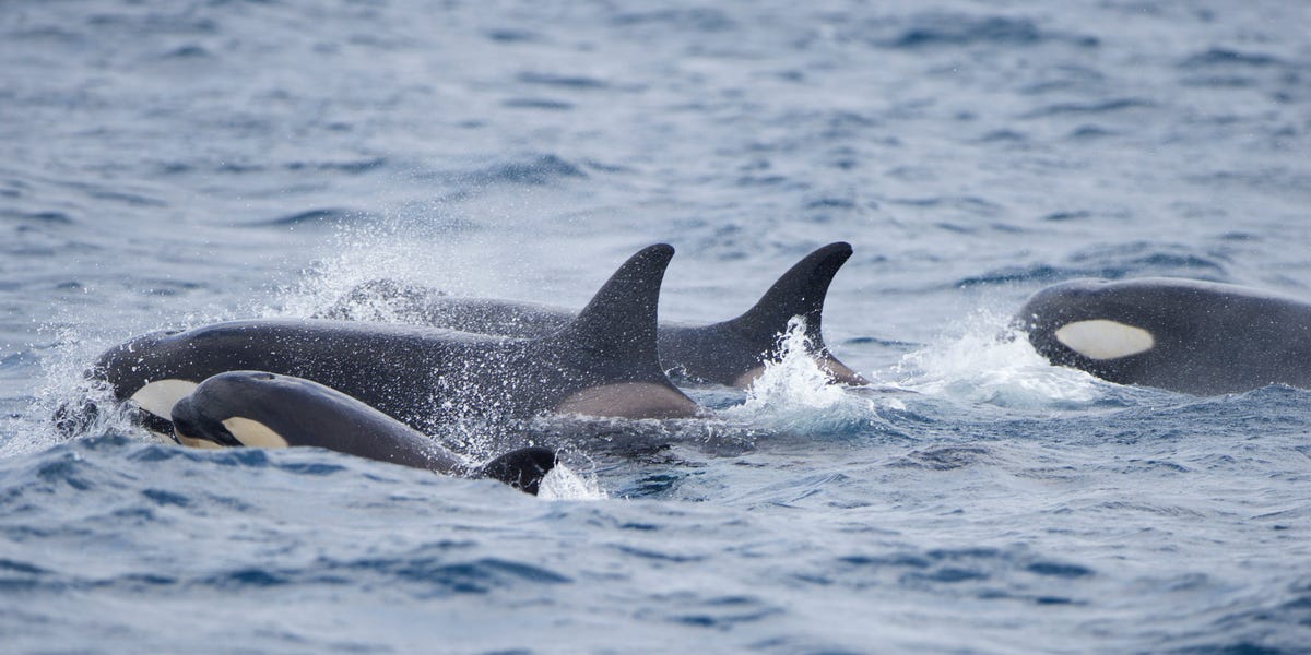 Boats still aren't safe from orcas as the Mediterranean yachting season kicks off and killer whales sink another yacht